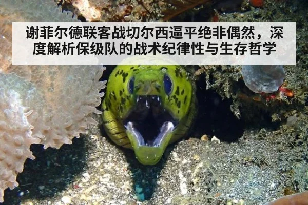 谢菲尔德联客战切尔西逼平绝非偶然,深度解析保级队的战术纪律性与生存哲学